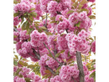 okrasne dreviny ducplant(495)