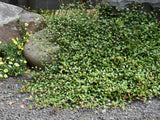 Trvalky Muhlenbeckia axillaris(1)