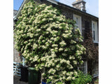 Popínavé rastliny Hortenzia popínavá Petiolaris 50 60 cm(7)