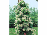Popínavé rastliny Hortenzia popínavá Petiolaris 50 60 cm(8)