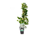 Popínavé rastliny Hortenzia popínavá Petiolaris 50 60 cm(4)