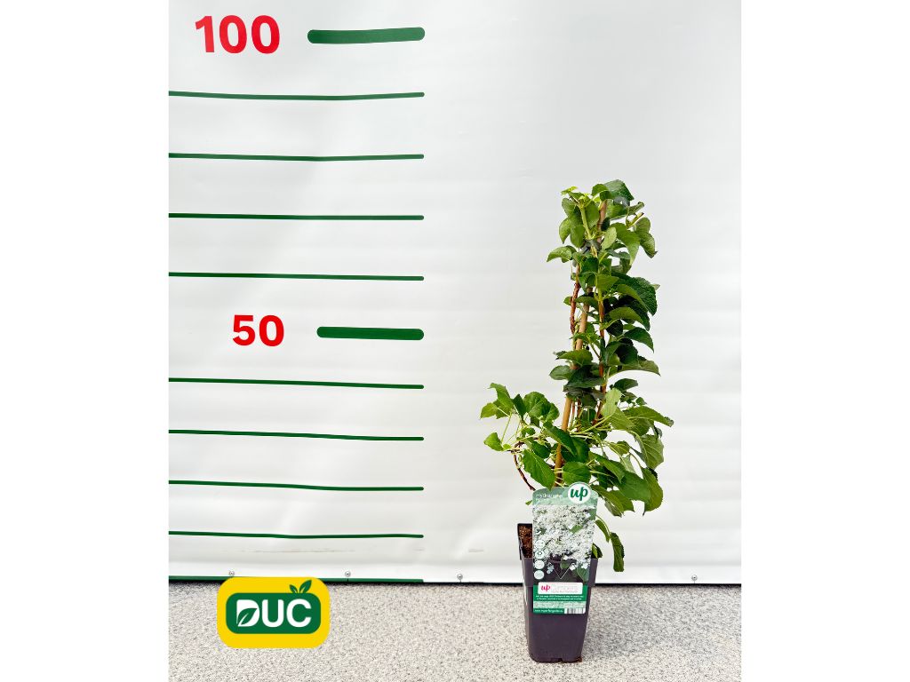 Popínavé rastliny Hortenzia popínavá Petiolaris 50 60 cm(2)