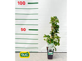 Popínavé rastliny Hortenzia popínavá Petiolaris 50 60 cm(2)