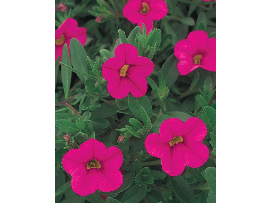 Letničky a balkónové kvety Minipetúnia Million Bells Unique Dark Pink(4)