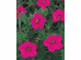 Letničky a balkónové kvety Minipetúnia Million Bells Unique Dark Pink(4)