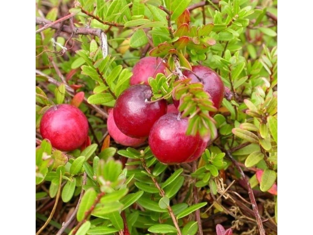 drobné ovocie ducplant(100)