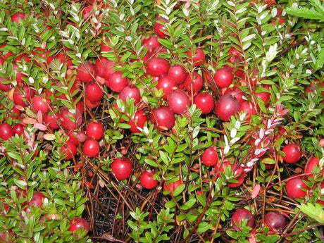 drobné ovocie ducplant(98)