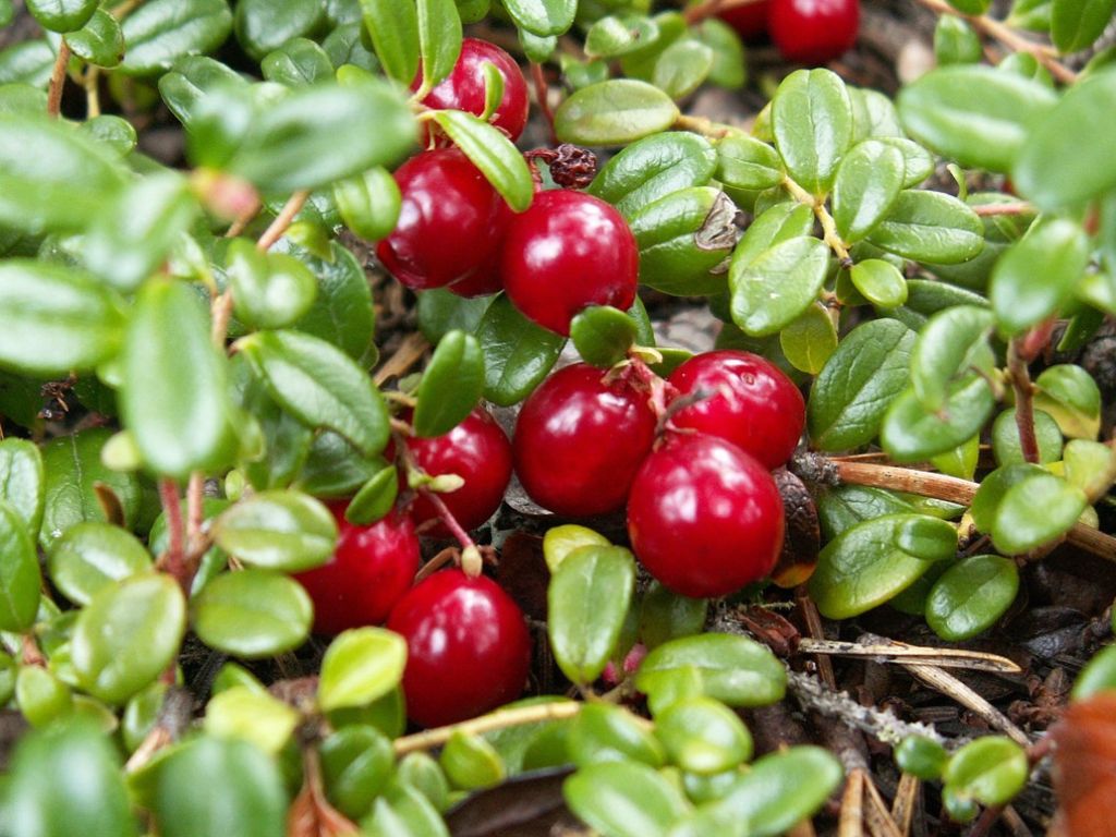 drobné ovocie ducplant(102)