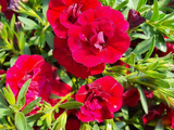 Letničky a balkónové kvety Minipetúnia Million Bells Unique Double Velvet Red(1)