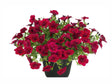 Letničky a balkónové kvety Minipetúnia Million Bells Unique Double Velvet Red
