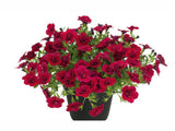 Letničky a balkónové kvety Minipetúnia Million Bells Unique Double Velvet Red