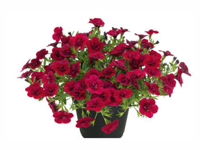 Letničky a balkónové kvety Minipetúnia Million Bells Unique Double Velvet Red