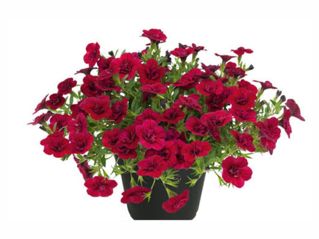 Letničky a balkónové kvety Minipetúnia Million Bells Unique Double Velvet Red