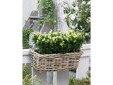 okrasne dreviny ducplant(609)