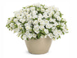 Letničky a balkónové kvety Minipetúnia Million Bells Unique Double White