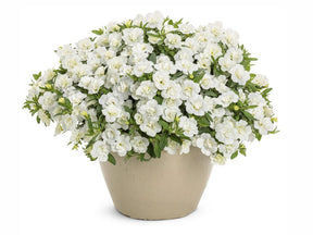 Letničky a balkónové kvety Minipetúnia Million Bells Unique Double White