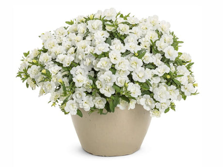 Letničky a balkónové kvety Minipetúnia Million Bells Unique Double White