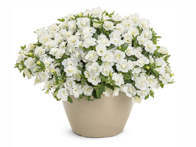 Letničky a balkónové kvety Minipetúnia Million Bells Unique Double White