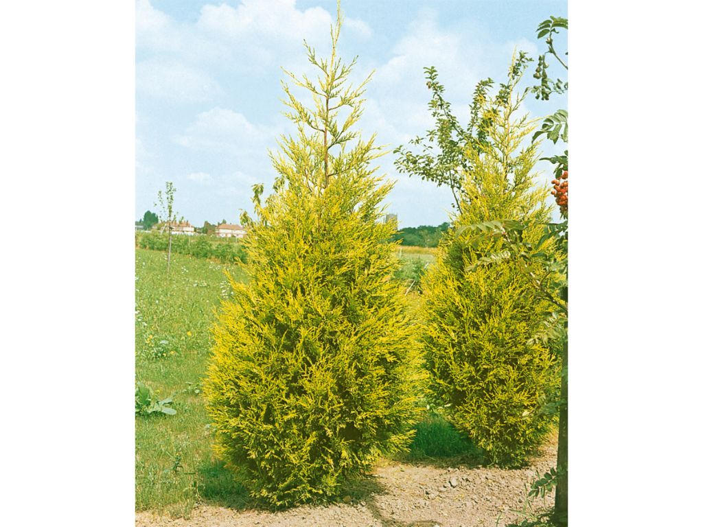 okrasne dreviny ducplant(355)