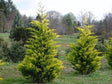 okrasne dreviny ducplant(357)