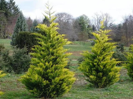 okrasne dreviny ducplant(357)