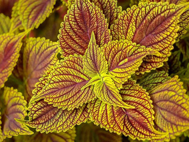 Letničky a balkónové kvety Koleus Golden Dreams(1)