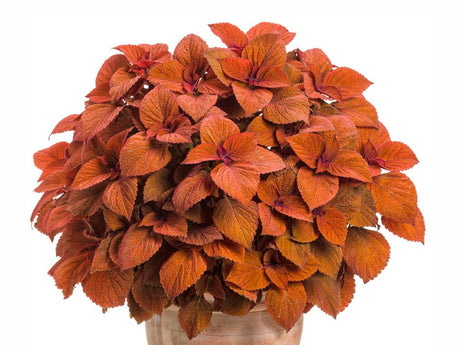 Letničky a balkónové kvety Coleus 'ColorBlaze® Sedona Sunset®'