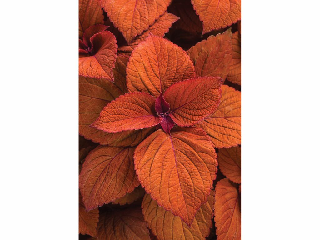 Letničky a balkónové kvety Coleus 'ColorBlaze® Sedona Sunset®' (1)