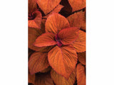 Letničky a balkónové kvety Coleus 'ColorBlaze® Sedona Sunset®' (1)