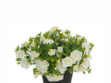 Letničky a balkónové kvety Minipetúnia Million Bells Unique Double White(1)