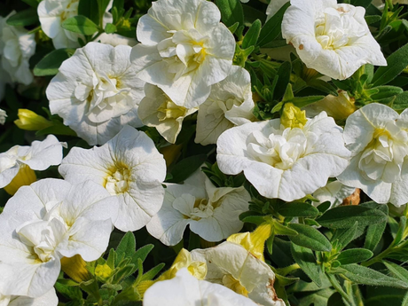 Letničky a balkónové kvety Minipetúnia Million Bells Unique Double White(2)