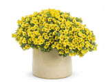 Letničky a balkónové kvety Minipetúnia Million Bells Unique Golden Yellow