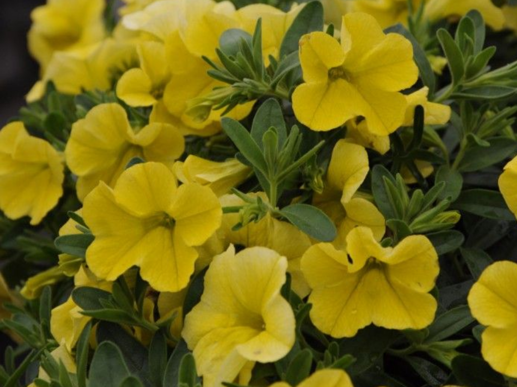 Letničky a balkónové kvety Minipetúnia Million Bells Unique Golden Yellow(2)