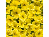 Letničky a balkónové kvety Minipetúnia Million Bells Unique Golden Yellow()