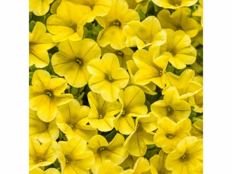 Letničky a balkónové kvety Minipetúnia Million Bells Unique Golden Yellow()