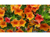 Letničky a balkónové kvety Minipetúnia Million Bells Unique Orange (3)