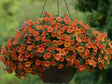 Letničky a balkónové kvety Minipetúnia Million Bells Unique Orange (4)