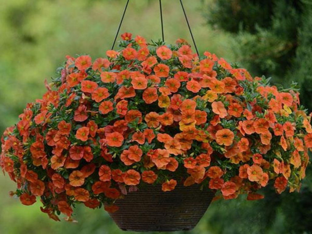 Letničky a balkónové kvety Minipetúnia Million Bells Unique Orange (4)