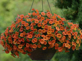 Letničky a balkónové kvety Minipetúnia Million Bells Unique Orange (4)