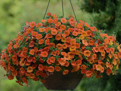 Letničky a balkónové kvety Minipetúnia Million Bells Unique Orange (4)