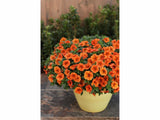 Letničky a balkónové kvety Minipetúnia Million Bells Unique Orange (5)