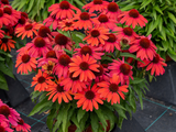 Trvalky Echinacea purpurová SunMagic Vintage Ruby(3)