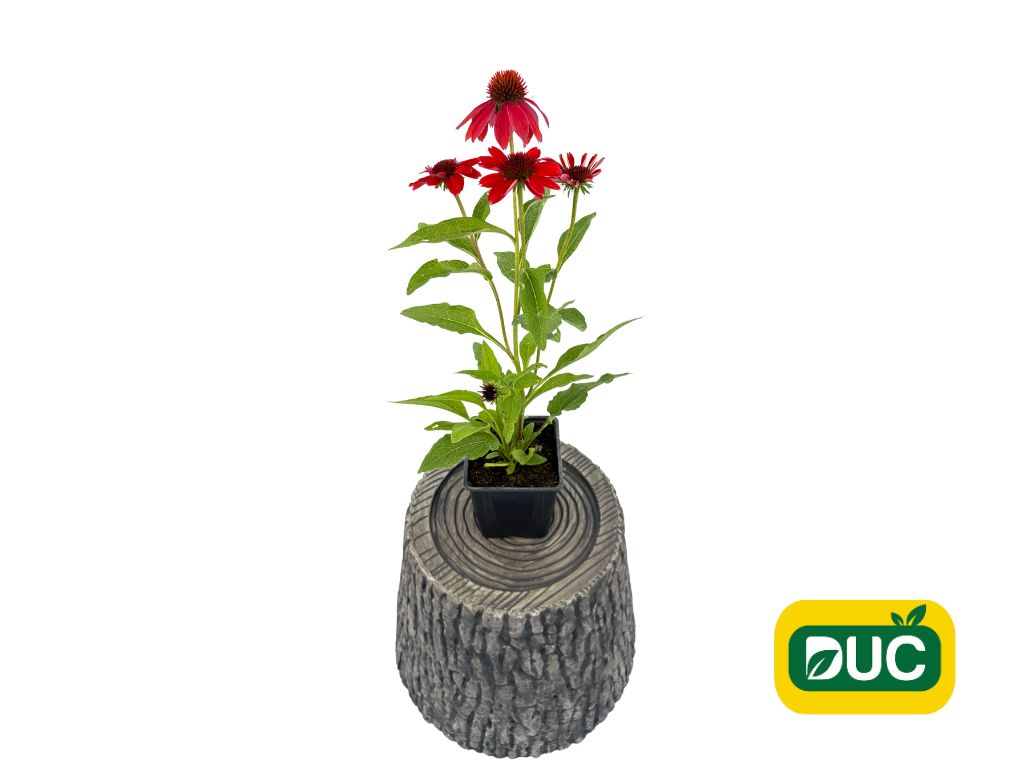 Trvalky Echinacea purpurová SunMagic Vintage Ruby
