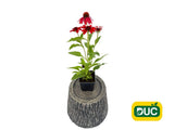Trvalky Echinacea purpurová SunMagic Vintage Ruby