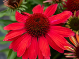 Trvalky Echinacea purpurová SunMagic Vintage Ruby(2)