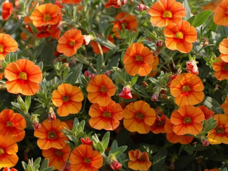 Letničky a balkónové kvety Minipetúnia Million Bells Unique Orange (1)