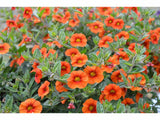 Letničky a balkónové kvety Minipetúnia Million Bells Unique Orange (2)