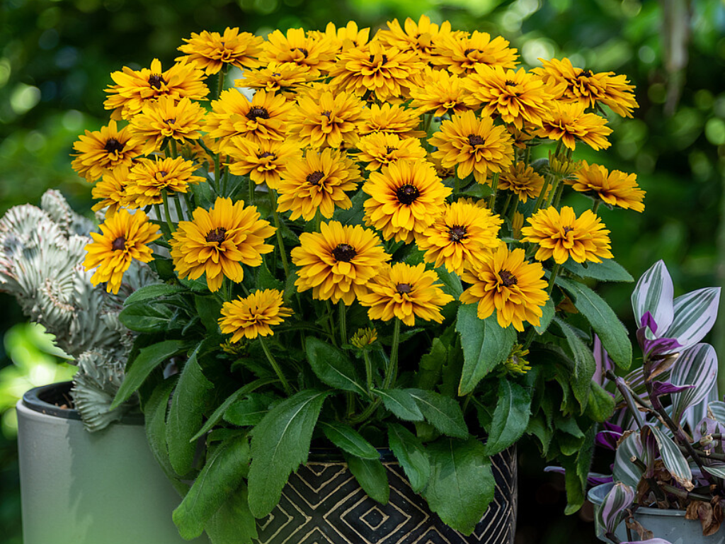 Trvalky Rudbekia Littlebeckia Ballerina(2)