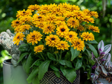Trvalky Rudbekia Littlebeckia Ballerina(2)