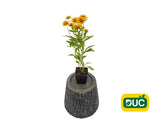 Trvalky Rudbekia Littlebeckia Ballerina